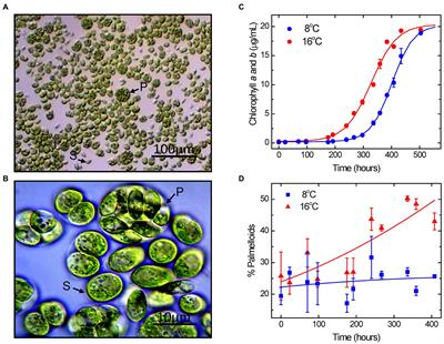 Palmelloid formation in the Antarctic psychrophile, Chlamydomonas priscuii, is photoprotective